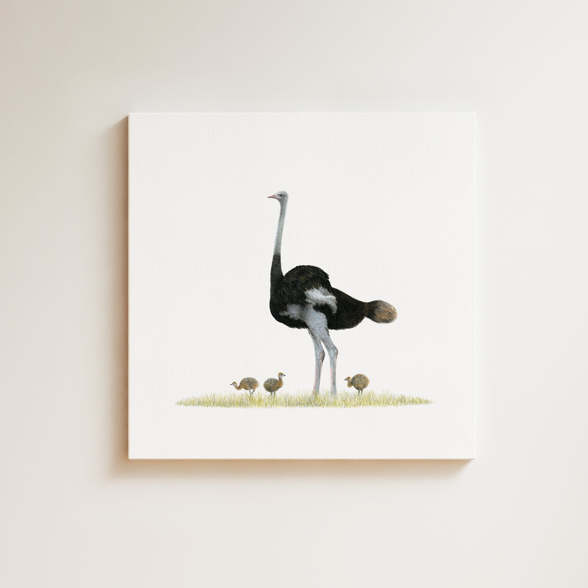 Ostrich (OST) on Canvas