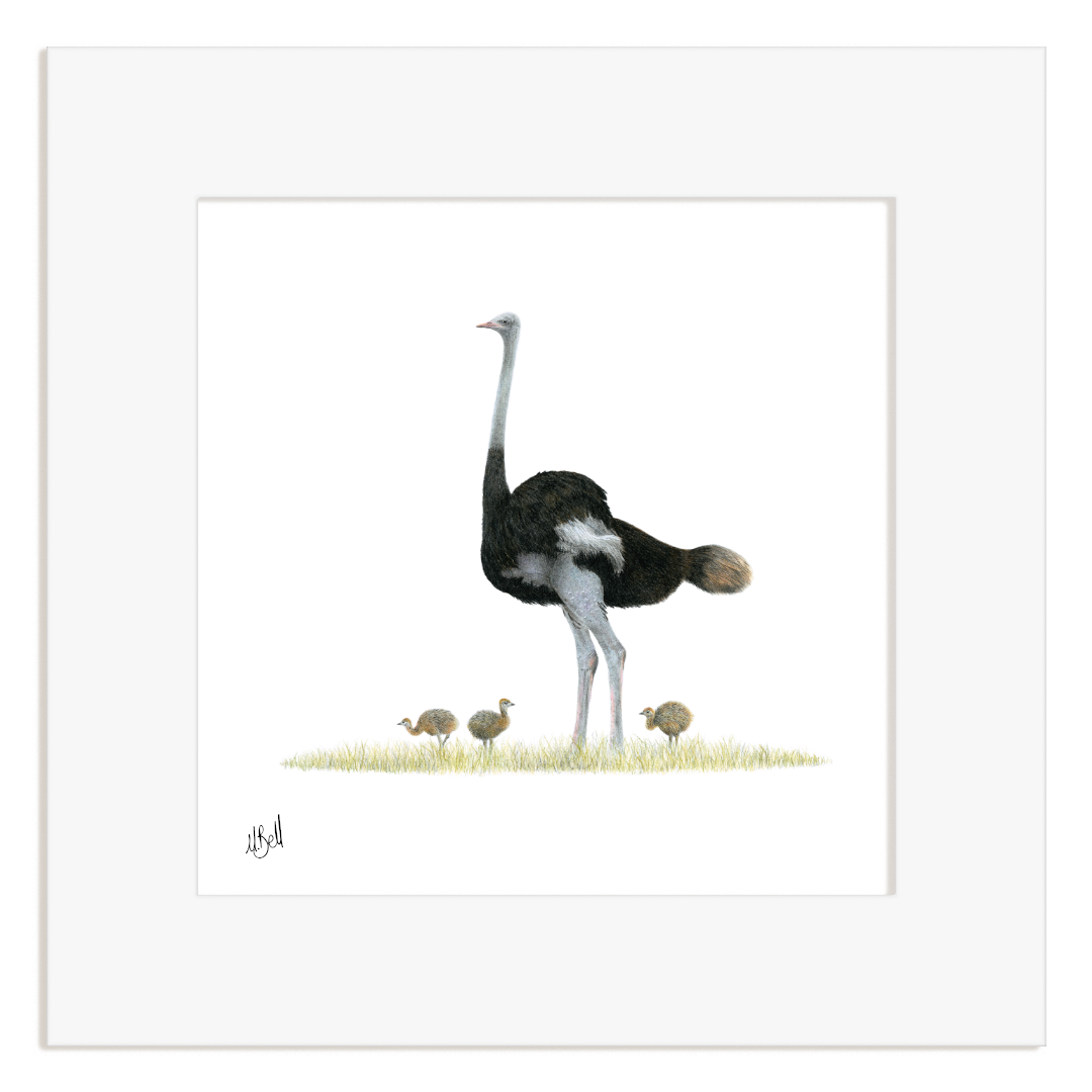 Ostrich - OST
