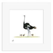 Ostrich - OST