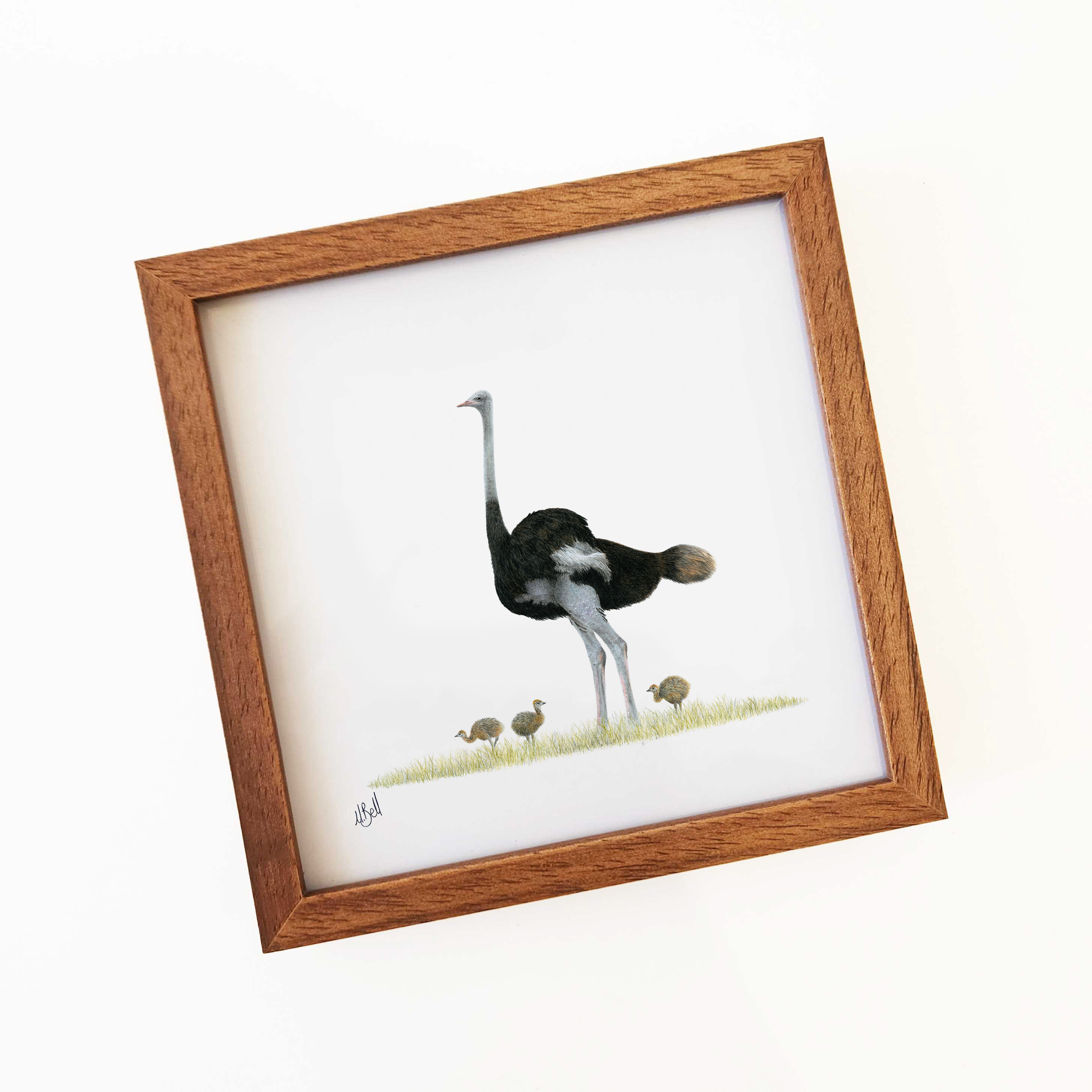 Ostrich - OST