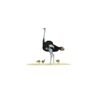 Ostrich - The Original