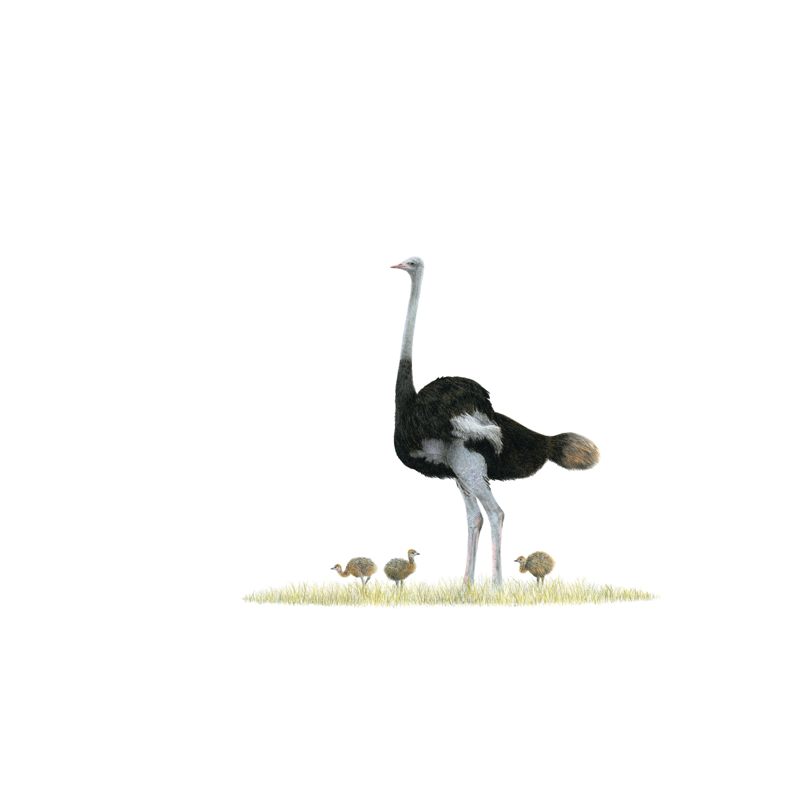 Ostrich - The Original