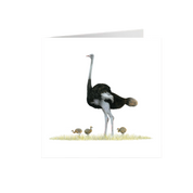 Ostrich Greeting Card - OST