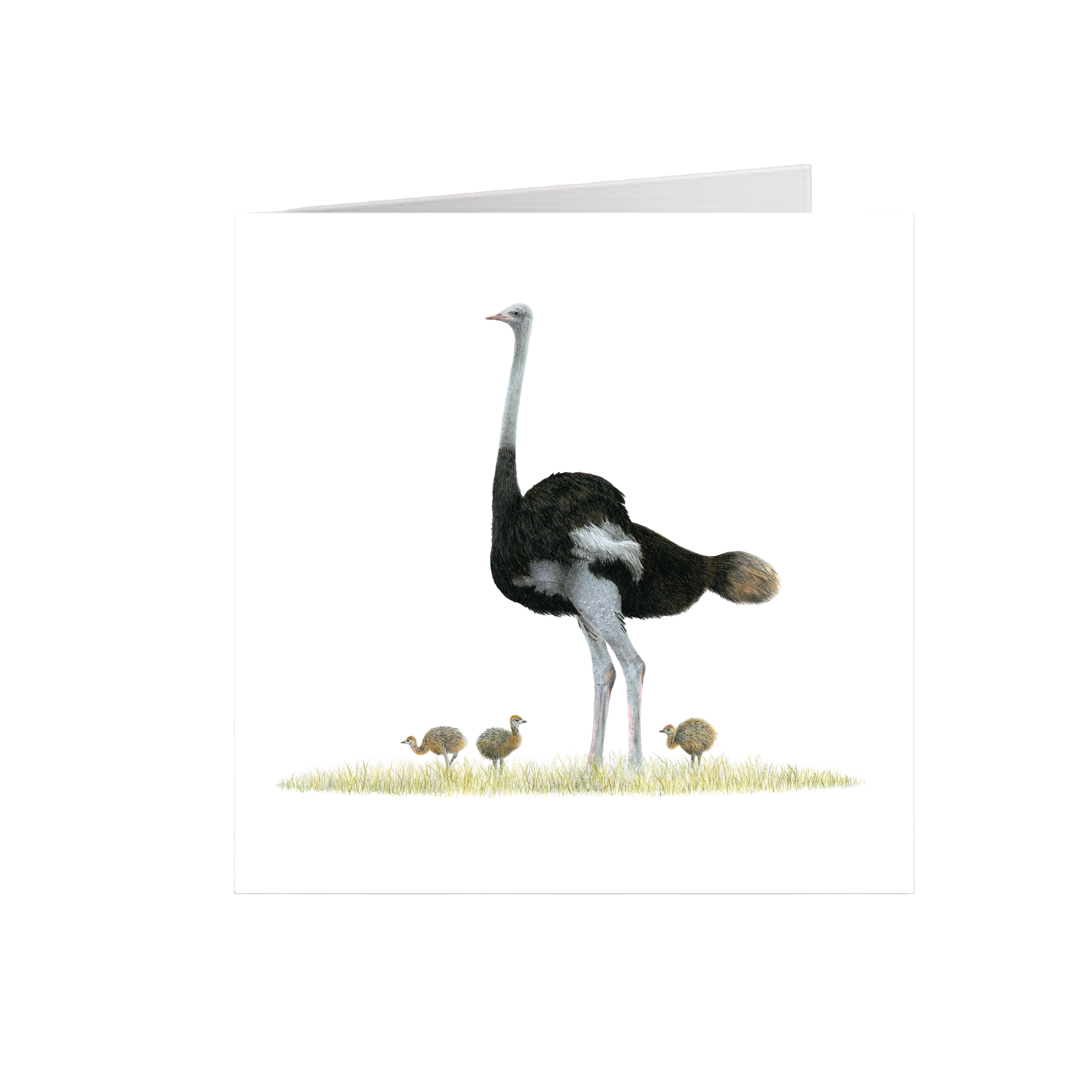 Ostrich Greeting Card - OST