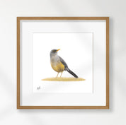 Olive Thrush - OT