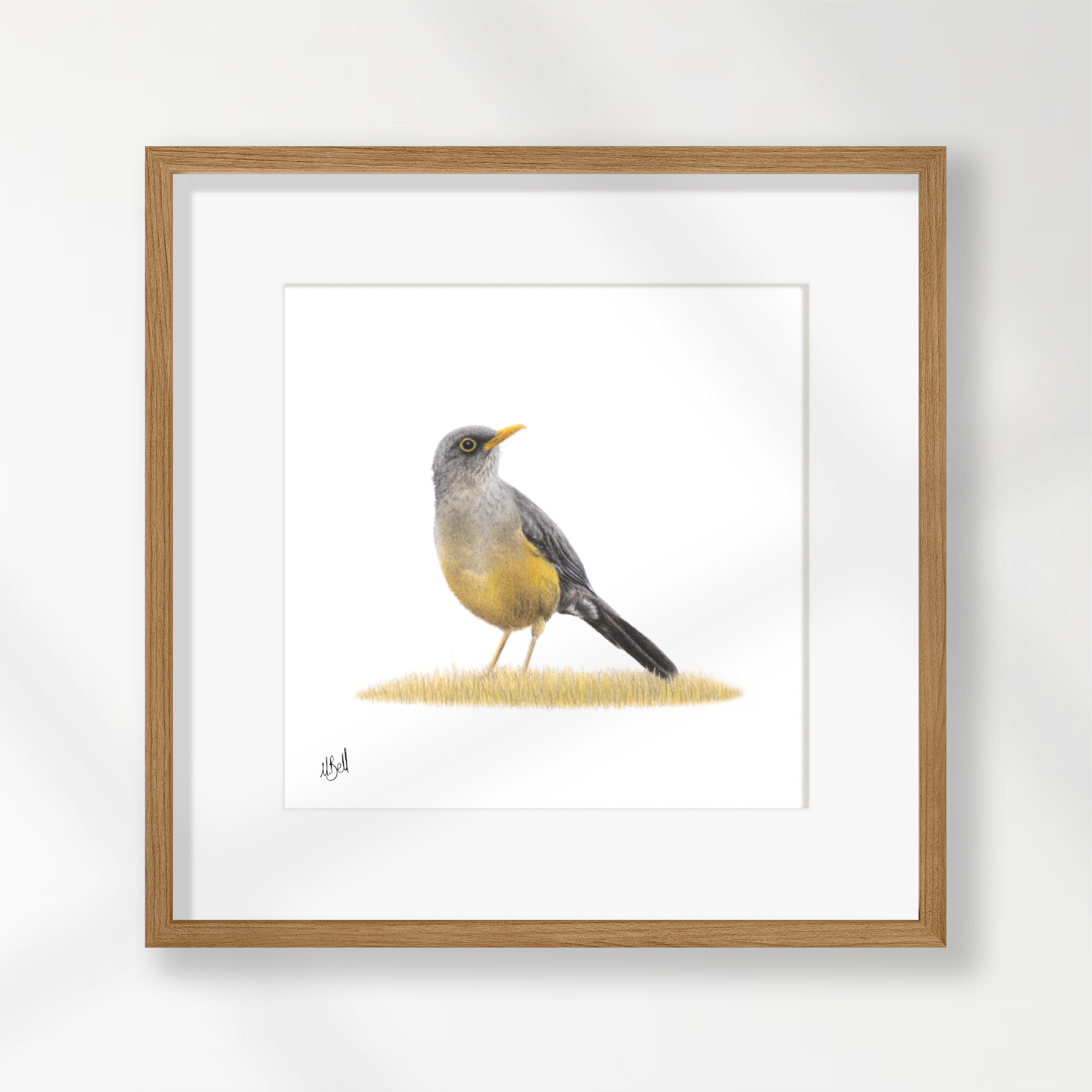 Olive Thrush - OT