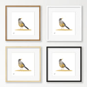 Olive Thrush - OT