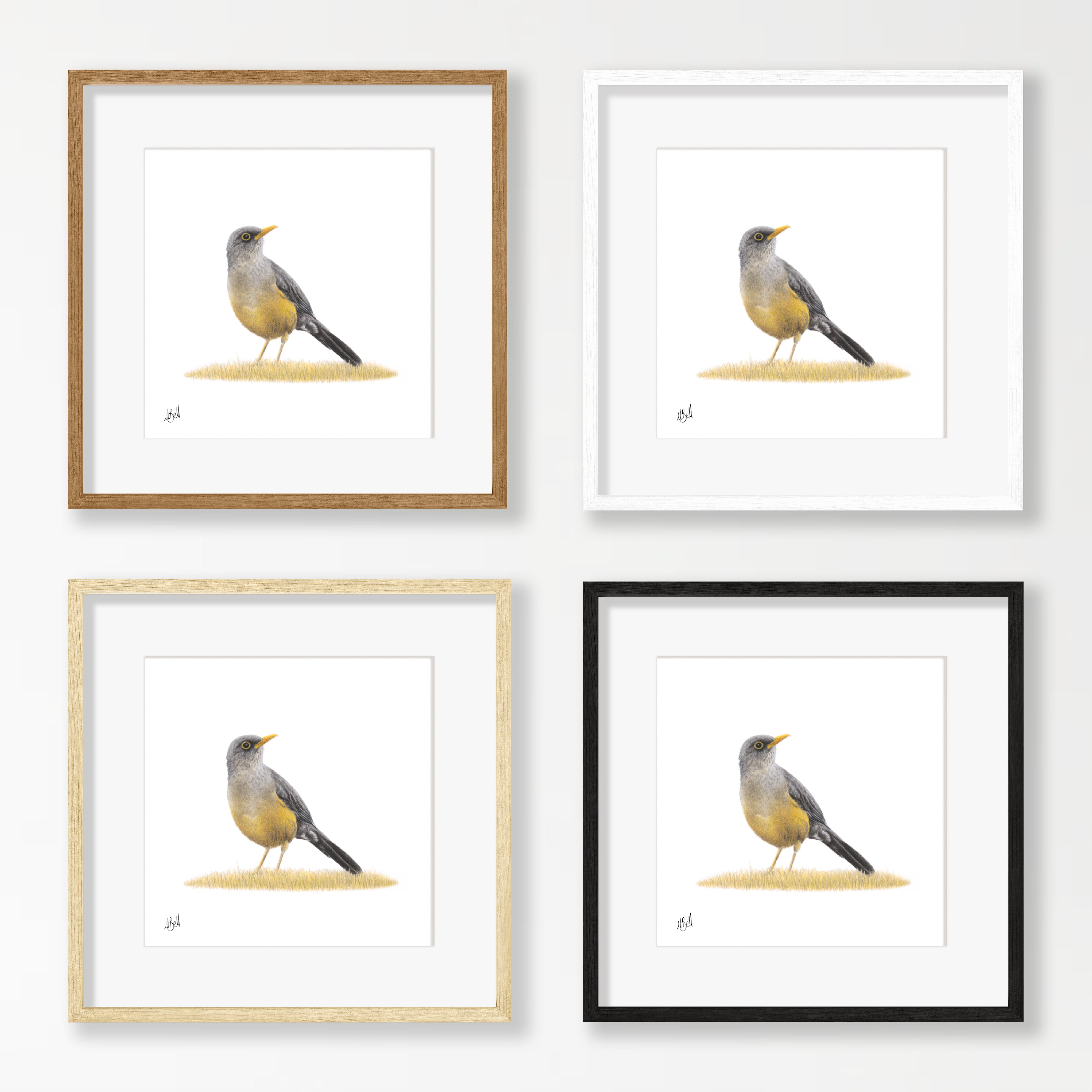 Olive Thrush - OT