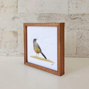 Kiaat wood framed miniature artwork of an Olive Thrush, part of wildlife artist Matthew Bell's birds of South Africa gallery