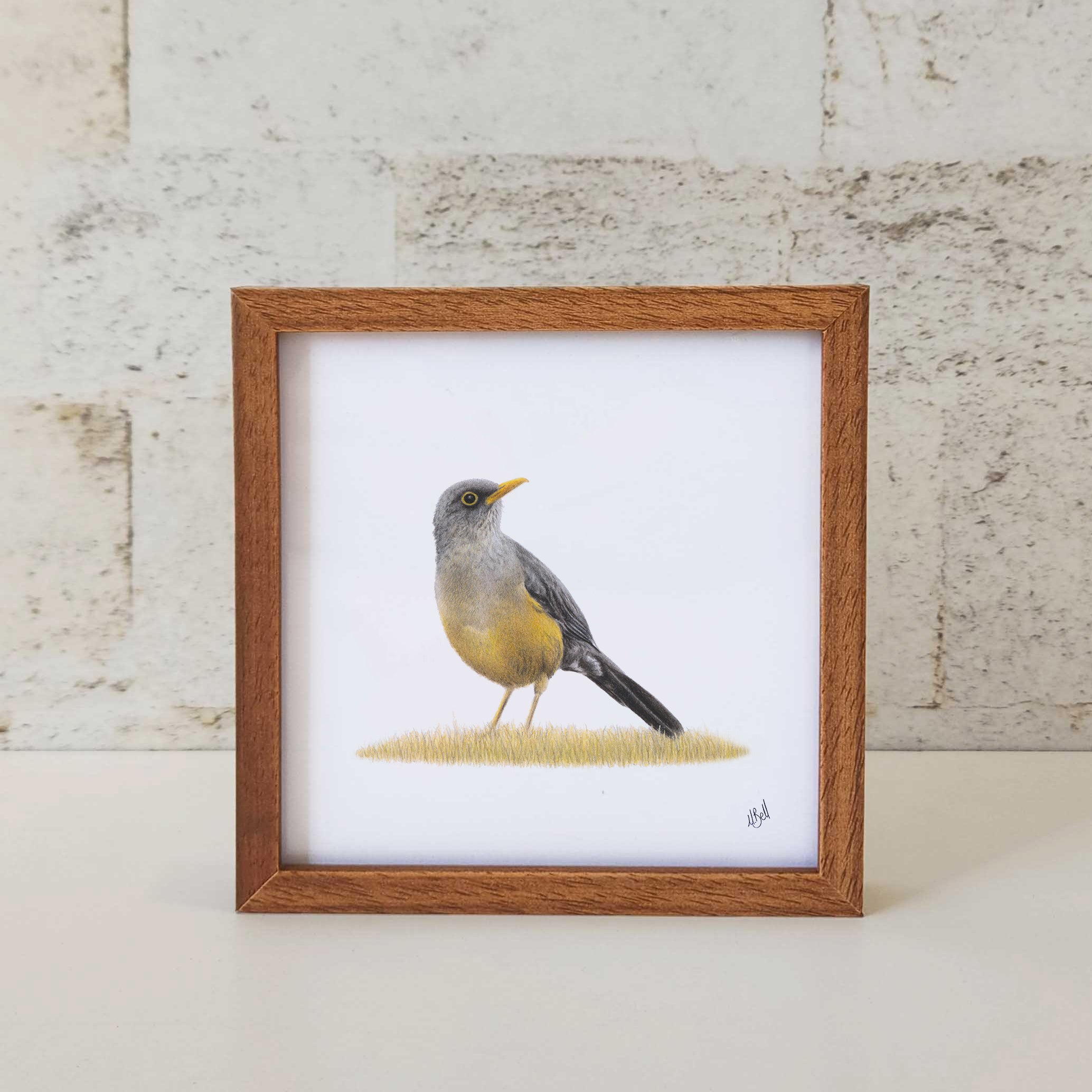 Kiaat wood framed miniature artwork of an Olive Thrush, part of wildlife artist Matthew Bell's birds of South Africa gallery