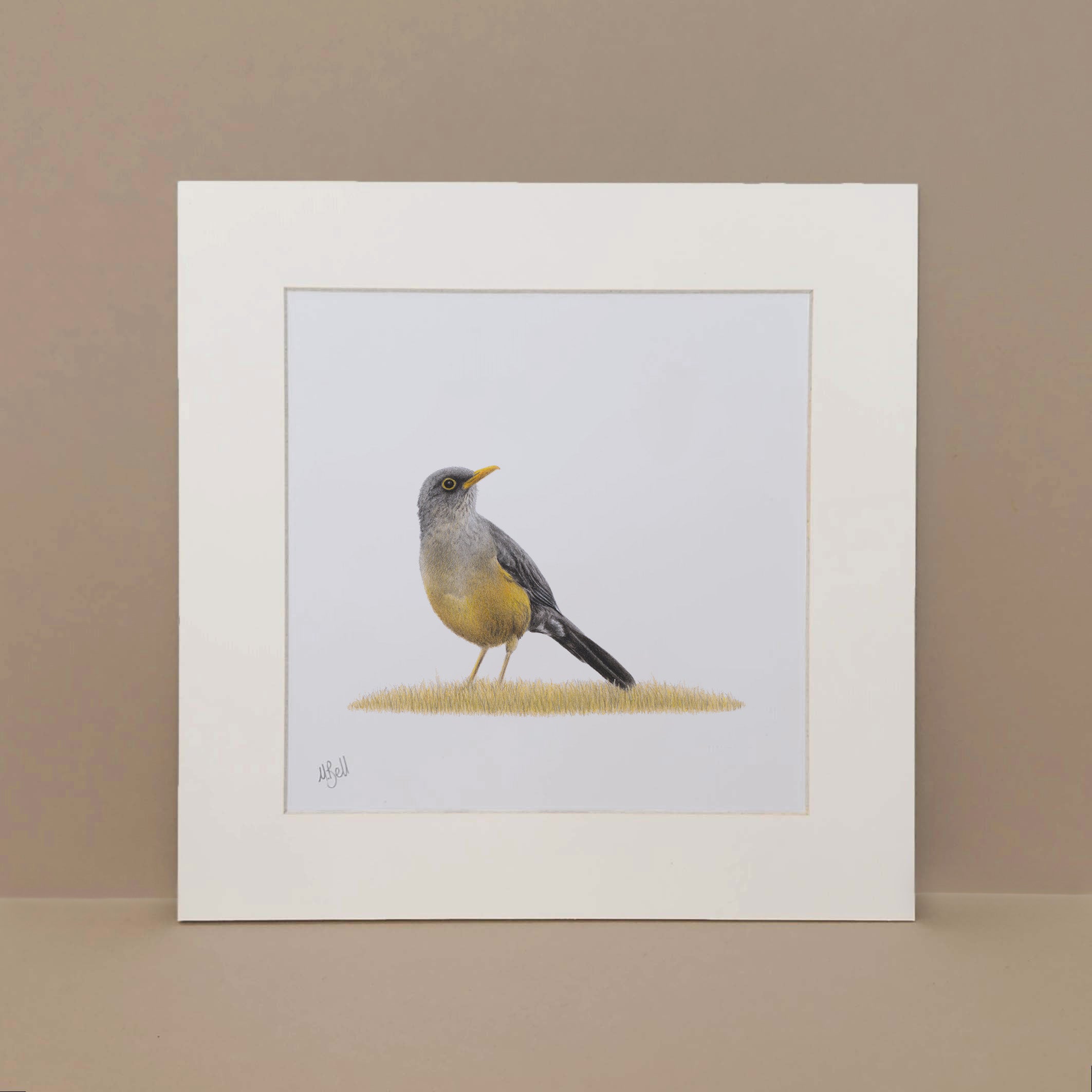 Olive Thrush bird artwork