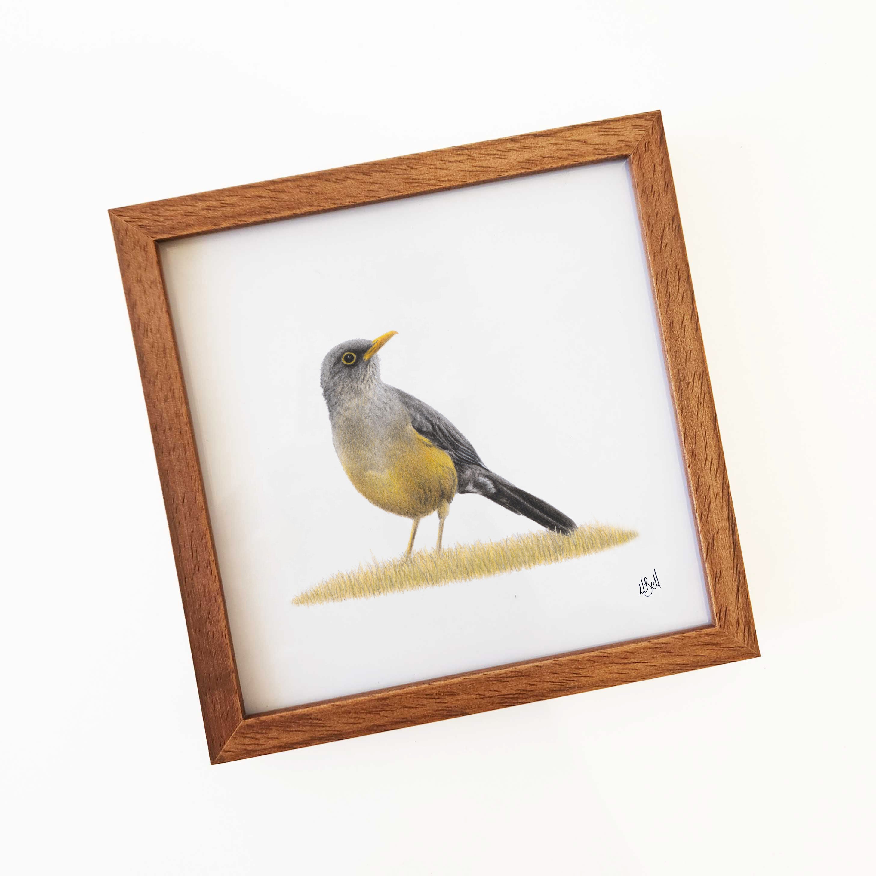 Kiaat wood framed miniature artwork of an Olive Thrush, part of wildlife artist Matthew Bell's birds of South Africa gallery