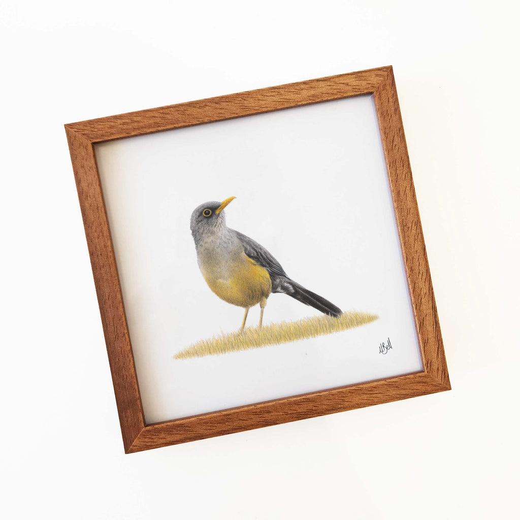 Olive Thrush wood framed bird art print