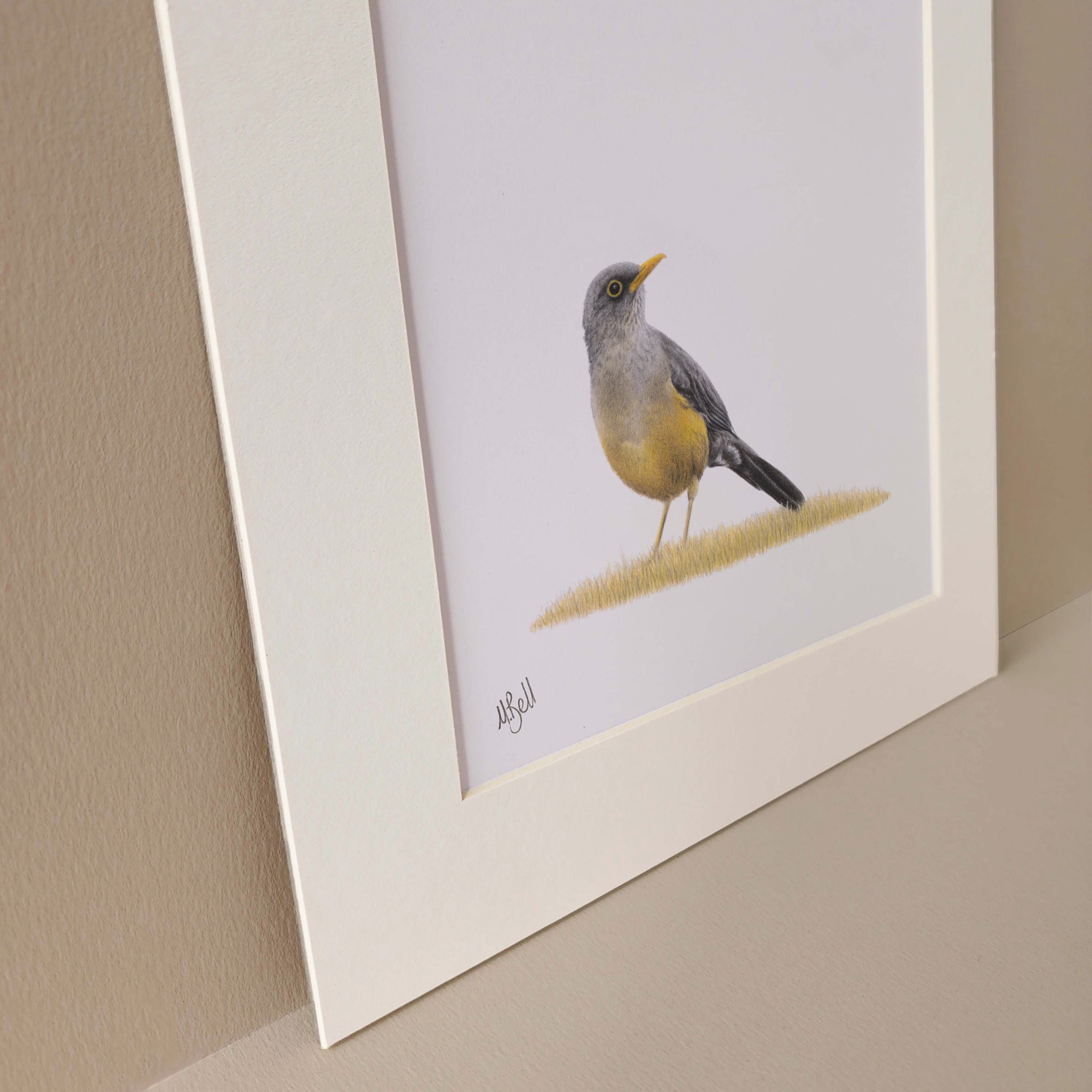 Olive Thrush bird artwork