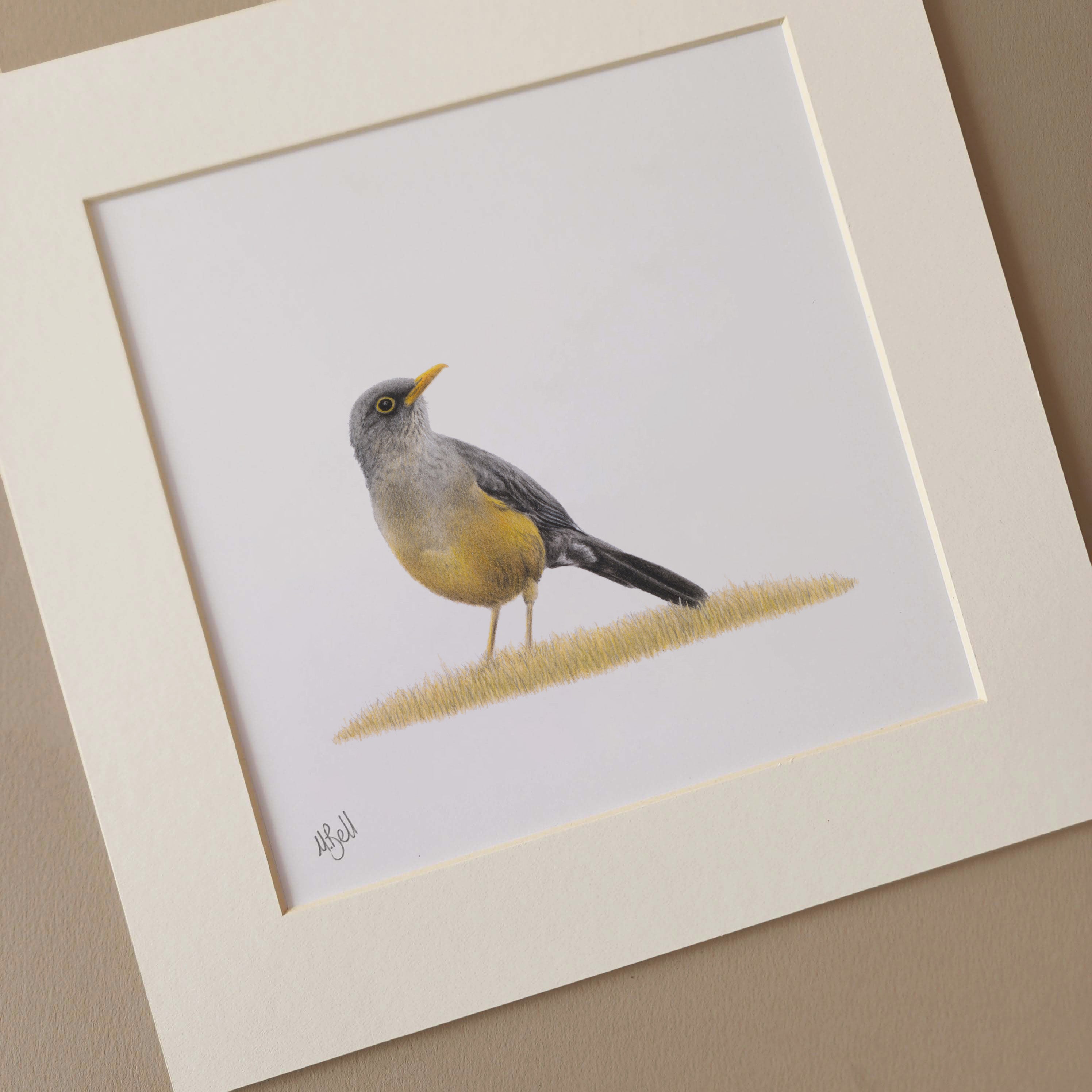 Olive Thrush bird artwork