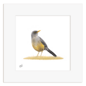 Olive Thrush - OT