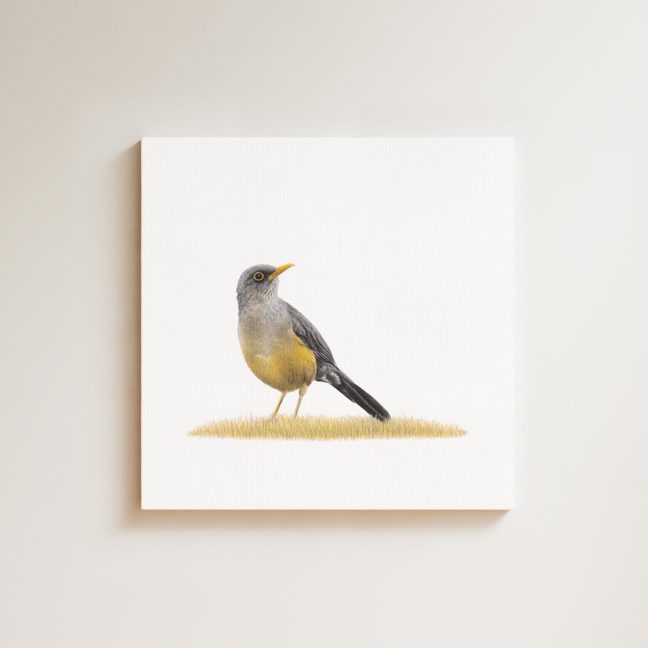Olive Thrush drawing on canvas by South African wildlife artist Matthew Bell
