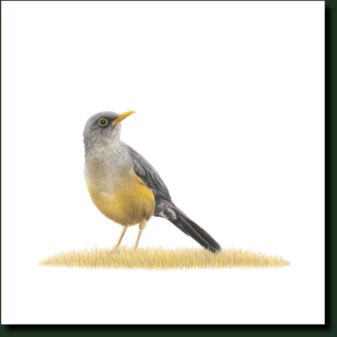 Olive Thrush bird artwork by Matthew Bell