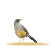 South African bird artwork, pencil drawing by Matthew Bell of an Olive Thrush