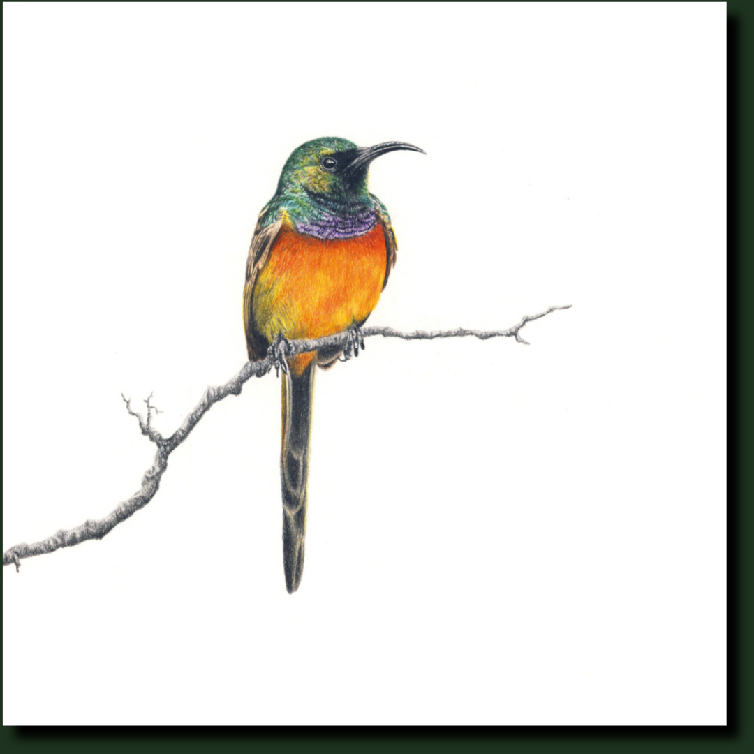 Orange Breasted Sunbird bird artwork by Matthew Bell