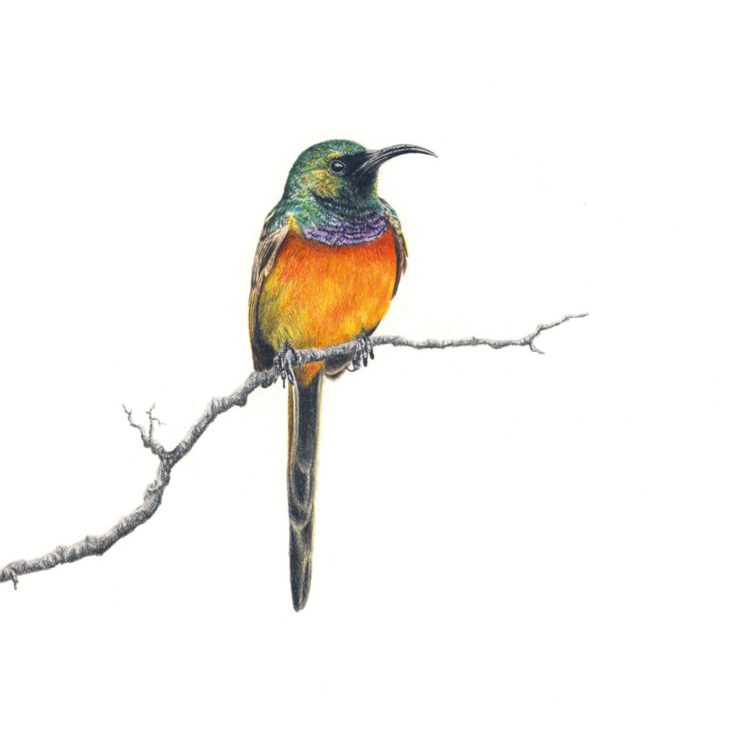 South African bird artwork, pencil drawing by Matthew Bell of an Orange Breasted Sunbird