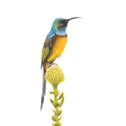 South African bird artwork, pencil drawing by Matthew Bell of an Orange Breasted Sunbird