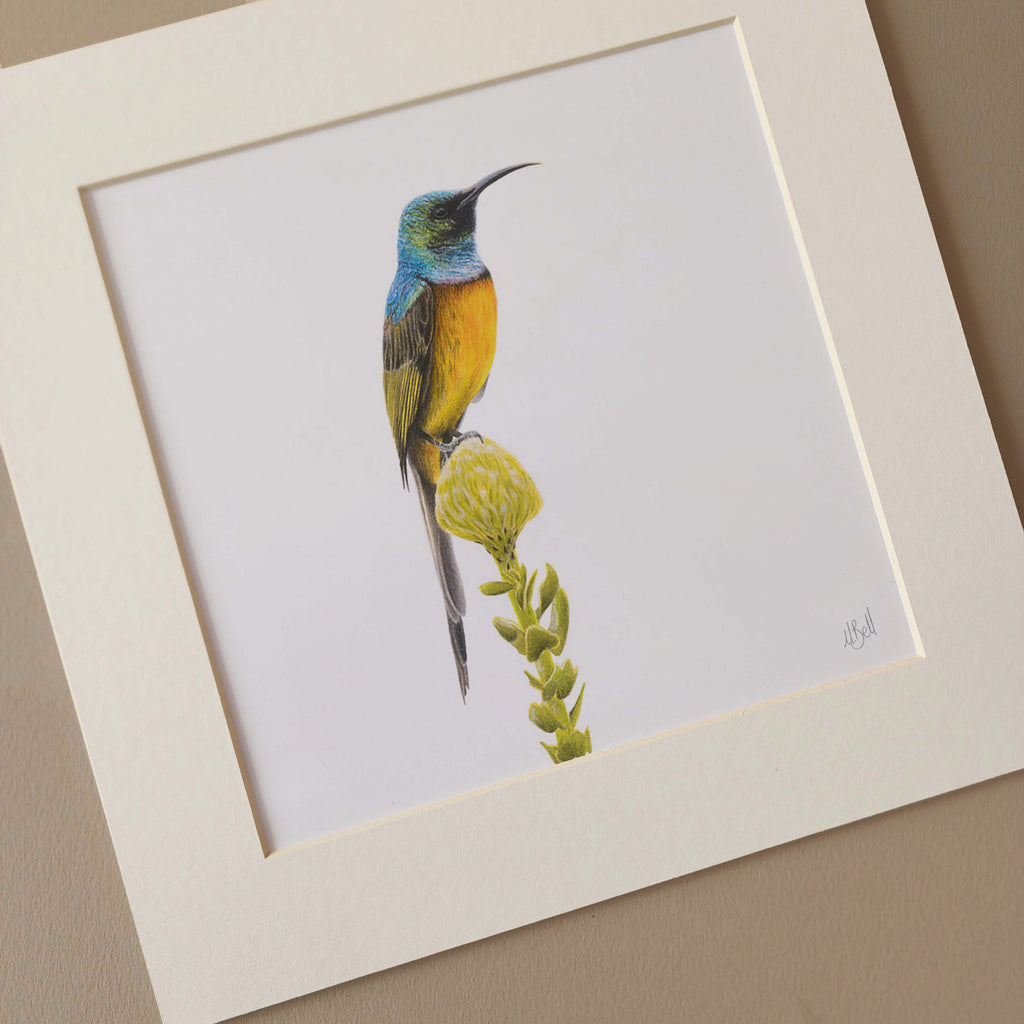 Orange Breasted Sunbird mounted print of the original drawing