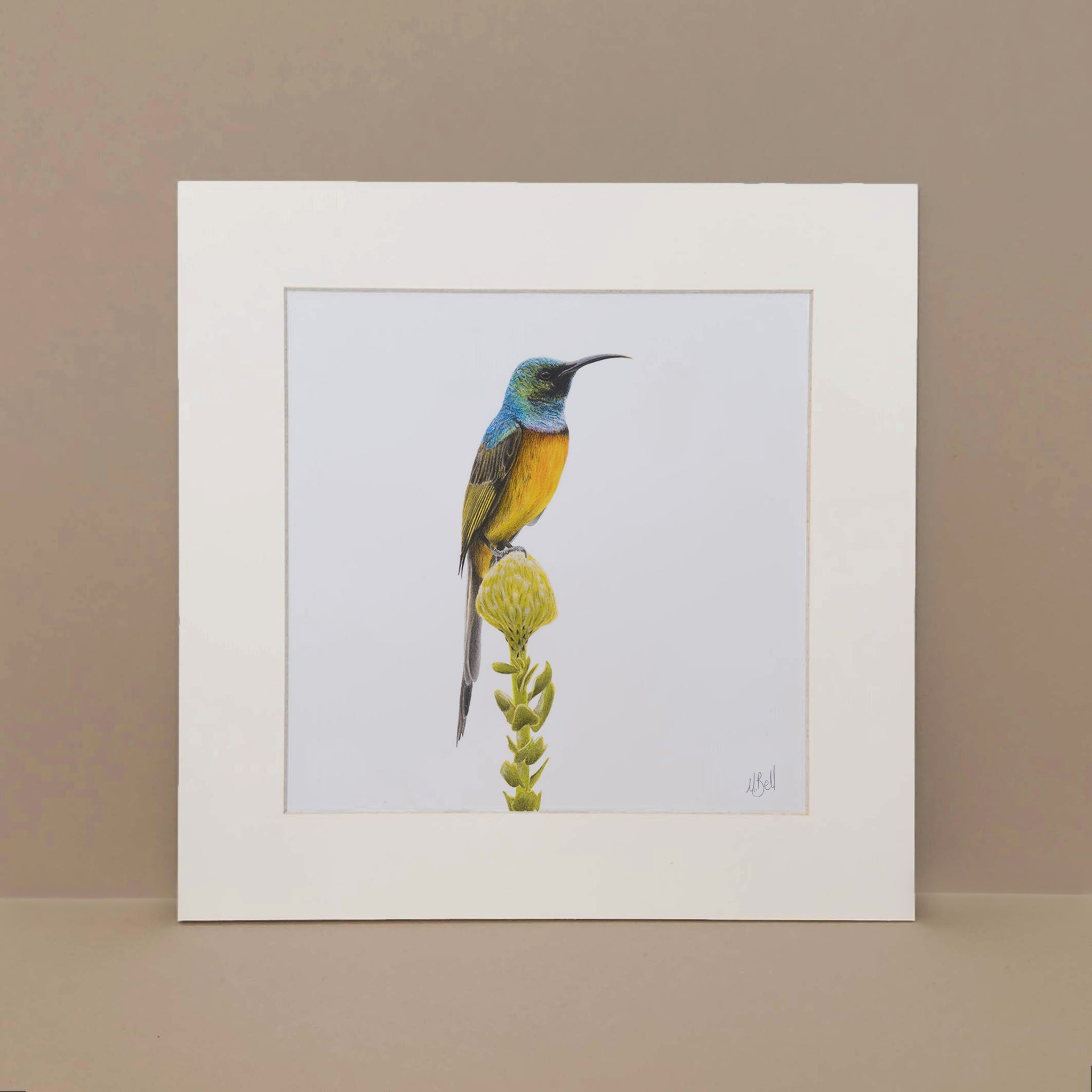 Orange Breasted Sunbird mounted print of the original drawing