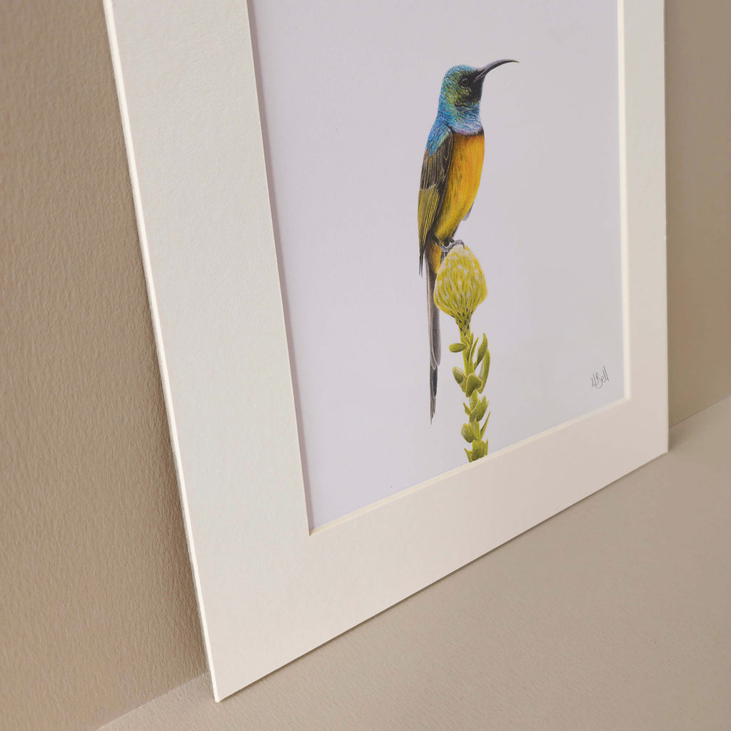 Orange Breasted Sunbird mounted print of the original drawing