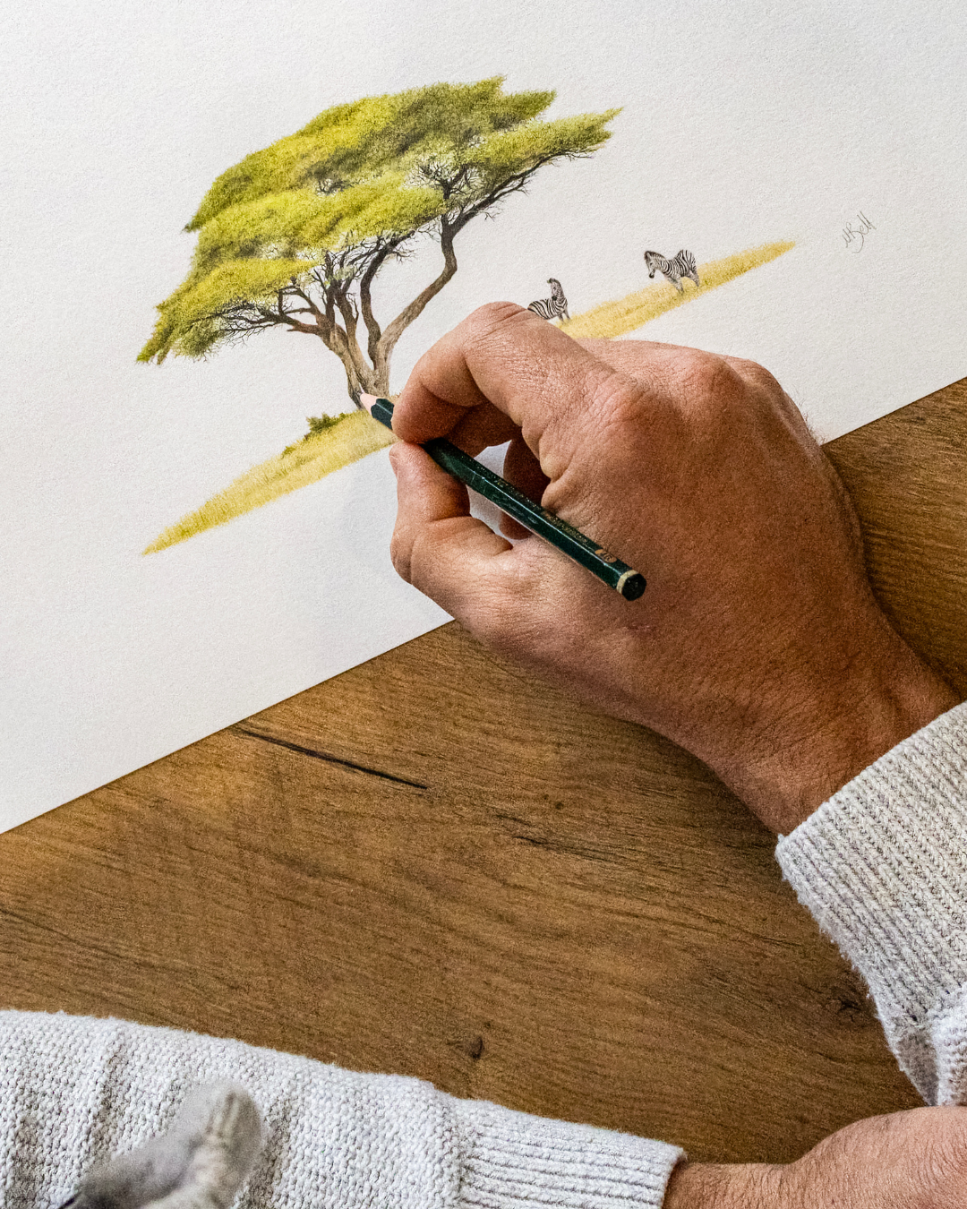 Original_Acacia_Tree_Drawing_by_Matthew_Bell_Wildlife_Artist.png