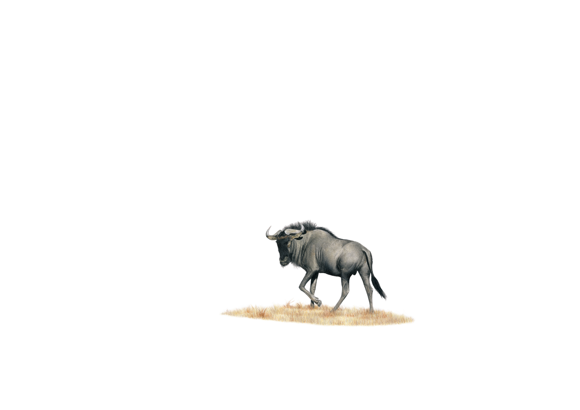 Matthew Bell wildlife artist original artwork of a wildebeest during the migration in Tanzania