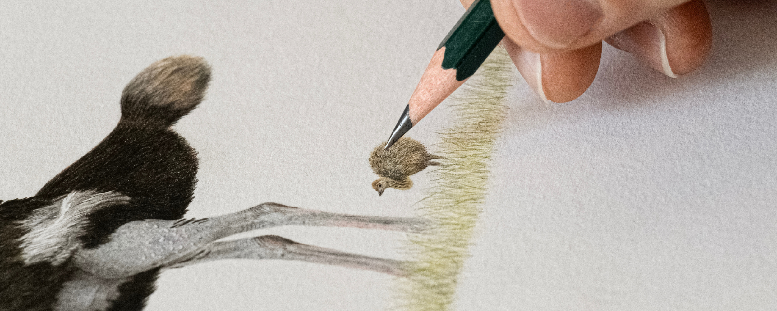 Original_drawings_collection_by_Matthew_Bell.png
