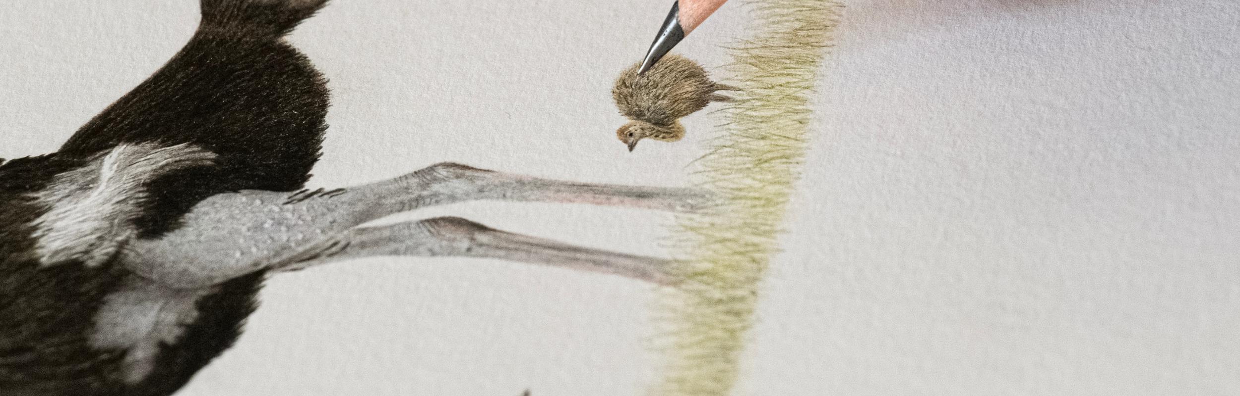 Originals_collection_of_wildlife_artist_Matthew_Bell.png