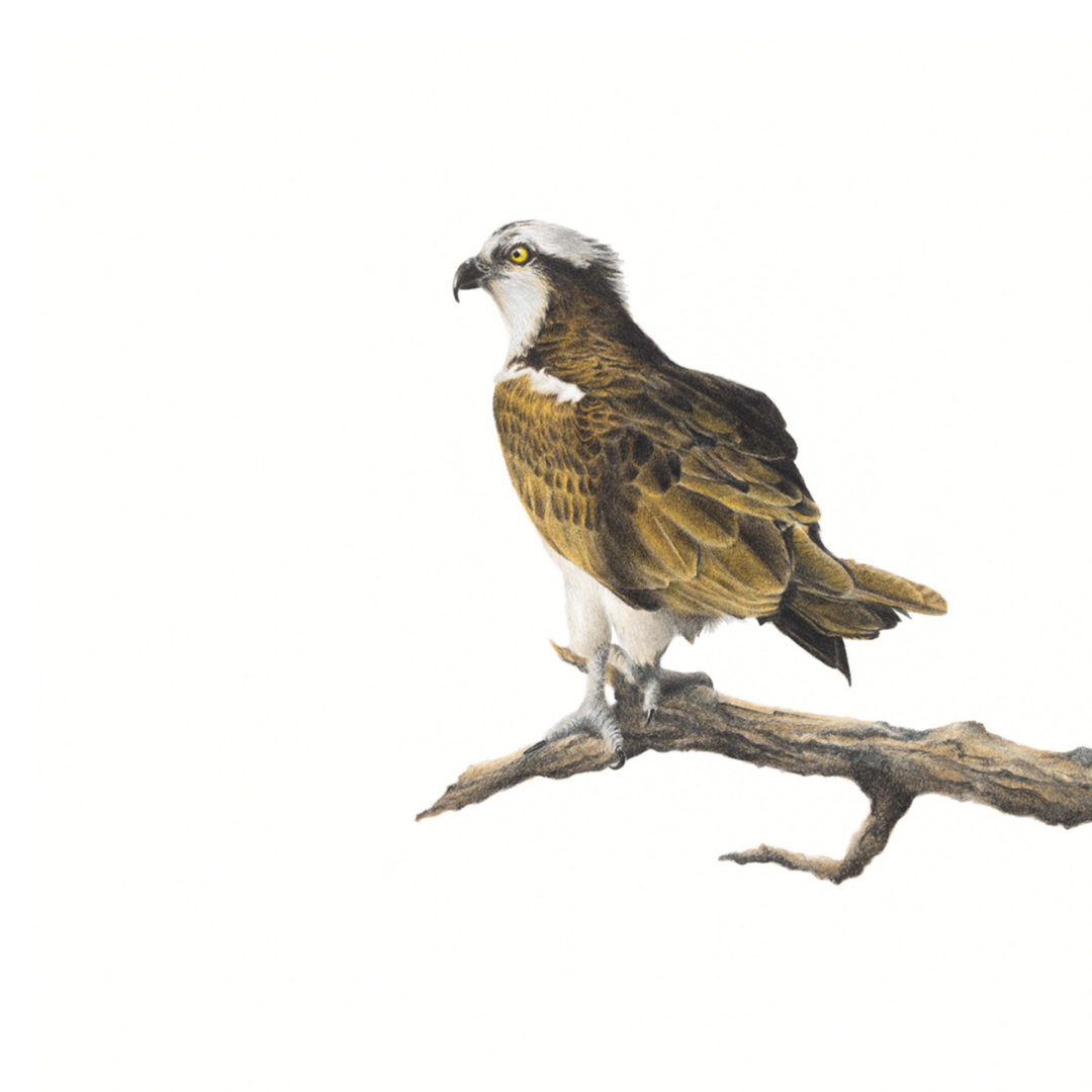 South African bird artwork, pencil drawing by Matthew Bell of an Osprey Eagle