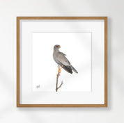Pale Chanting Goshawk - PCG