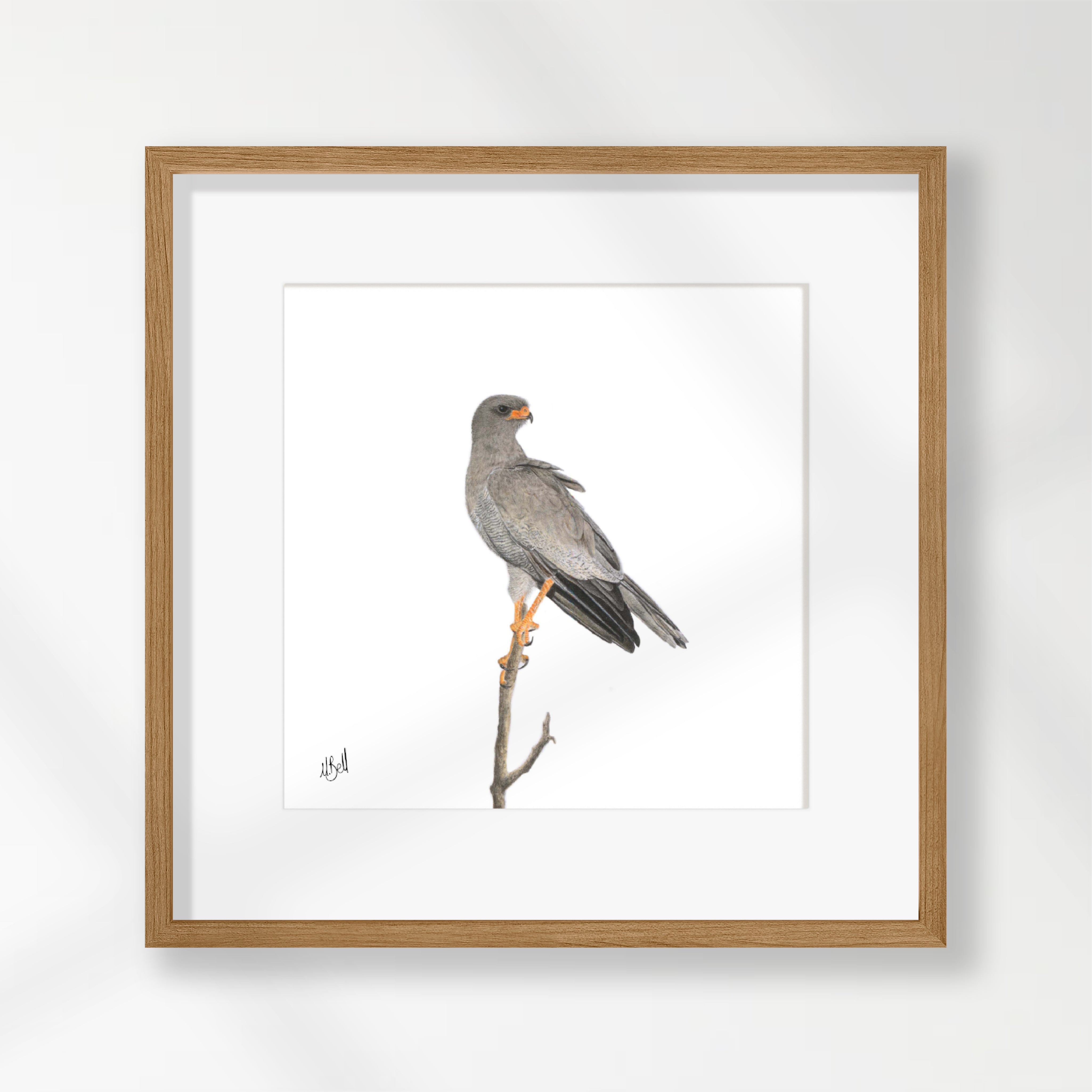 Pale Chanting Goshawk - PCG