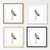Pale Chanting Goshawk - PCG