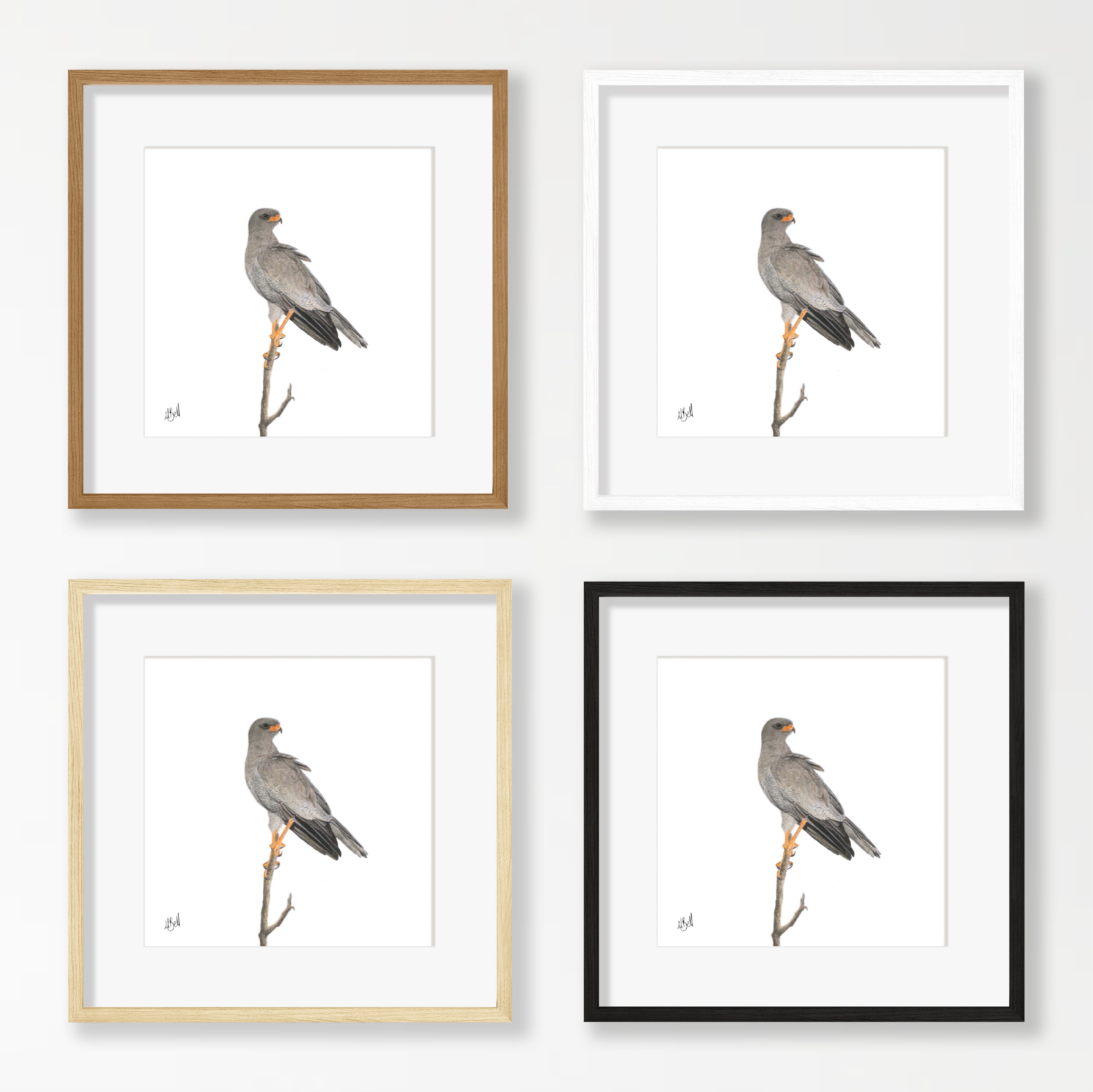 Pale Chanting Goshawk - PCG