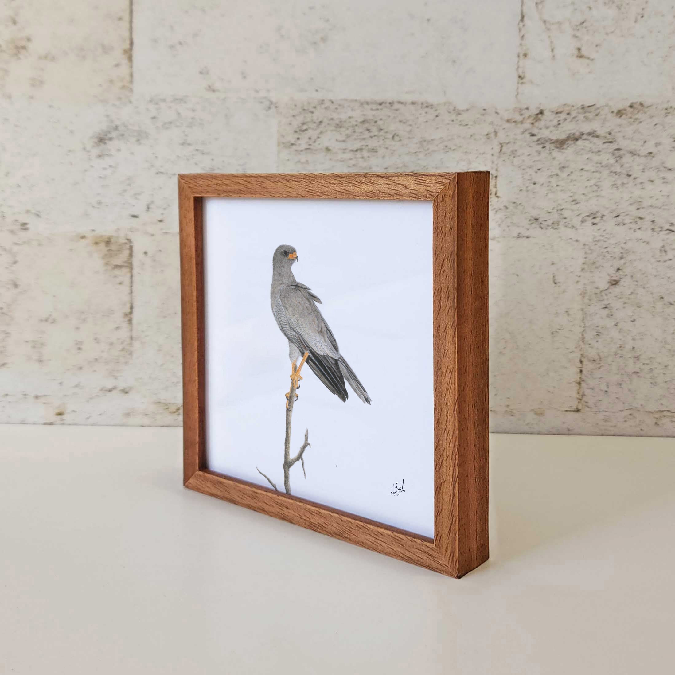 Kiaat wood framed miniature artwork of a Pale Chanting Goshawk, part of wildlife artist Matthew Bell's birds of South Africa gallery