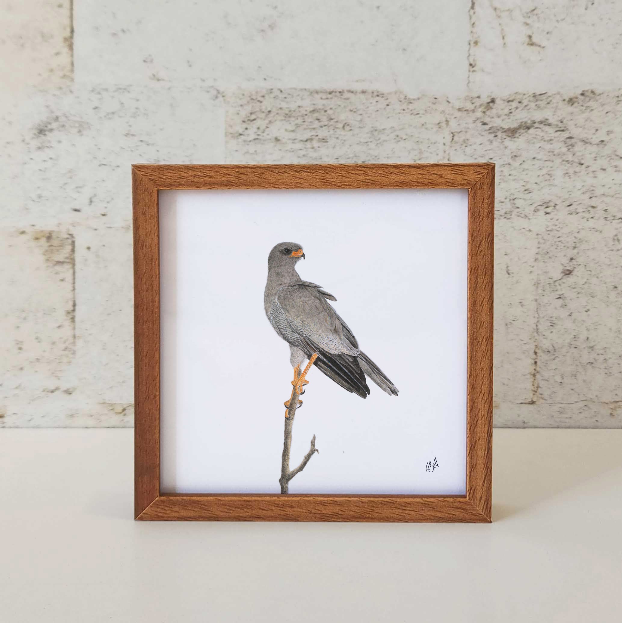 Kiaat wood framed miniature artwork of a Pale Chanting Goshawk, part of wildlife artist Matthew Bell's birds of South Africa gallery