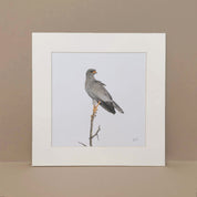 Pale Chanting Goshawk artwork