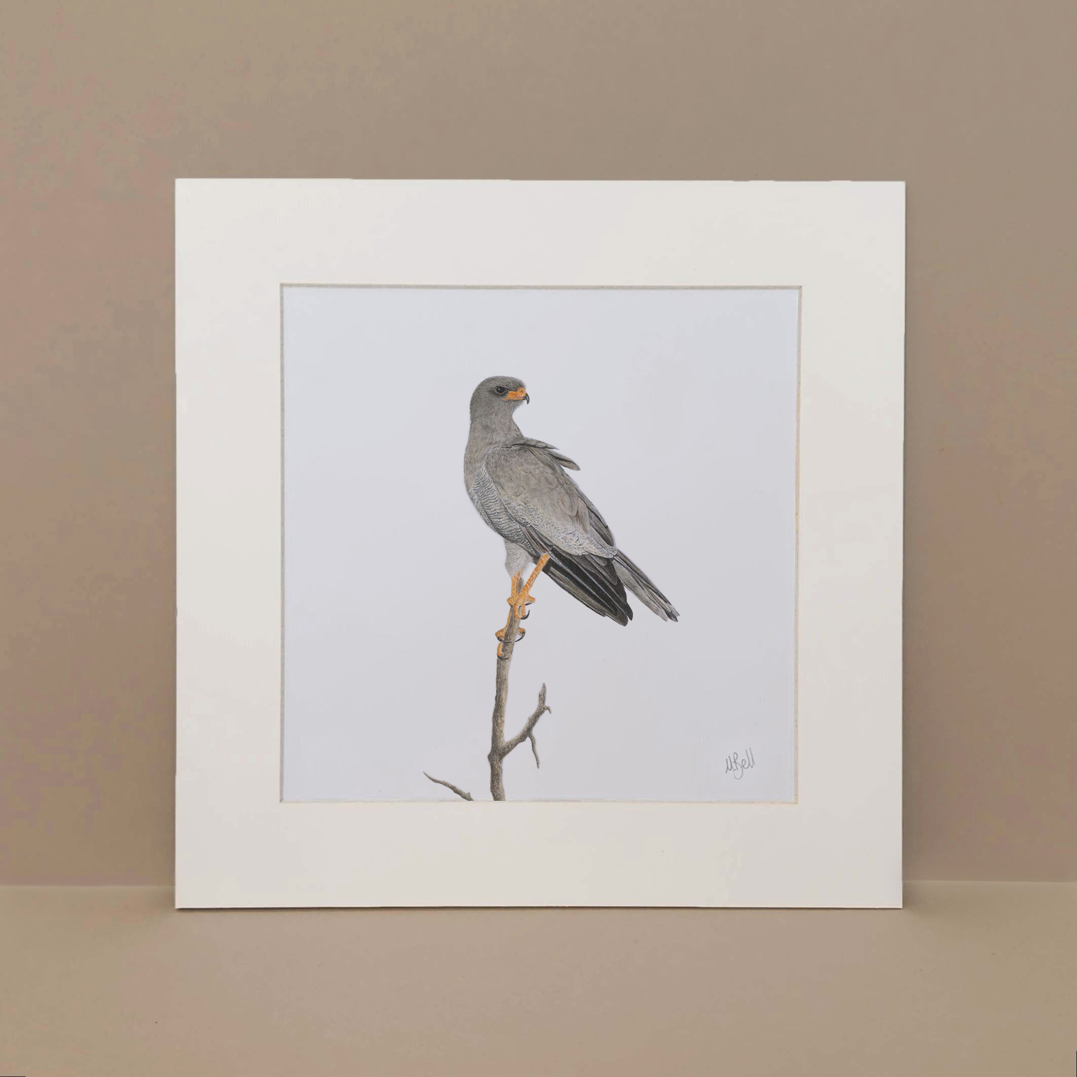 Pale Chanting Goshawk artwork