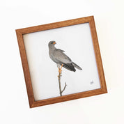 Kiaat wood framed miniature artwork of a Pale Chanting Goshawk, part of wildlife artist Matthew Bell's birds of South Africa gallery