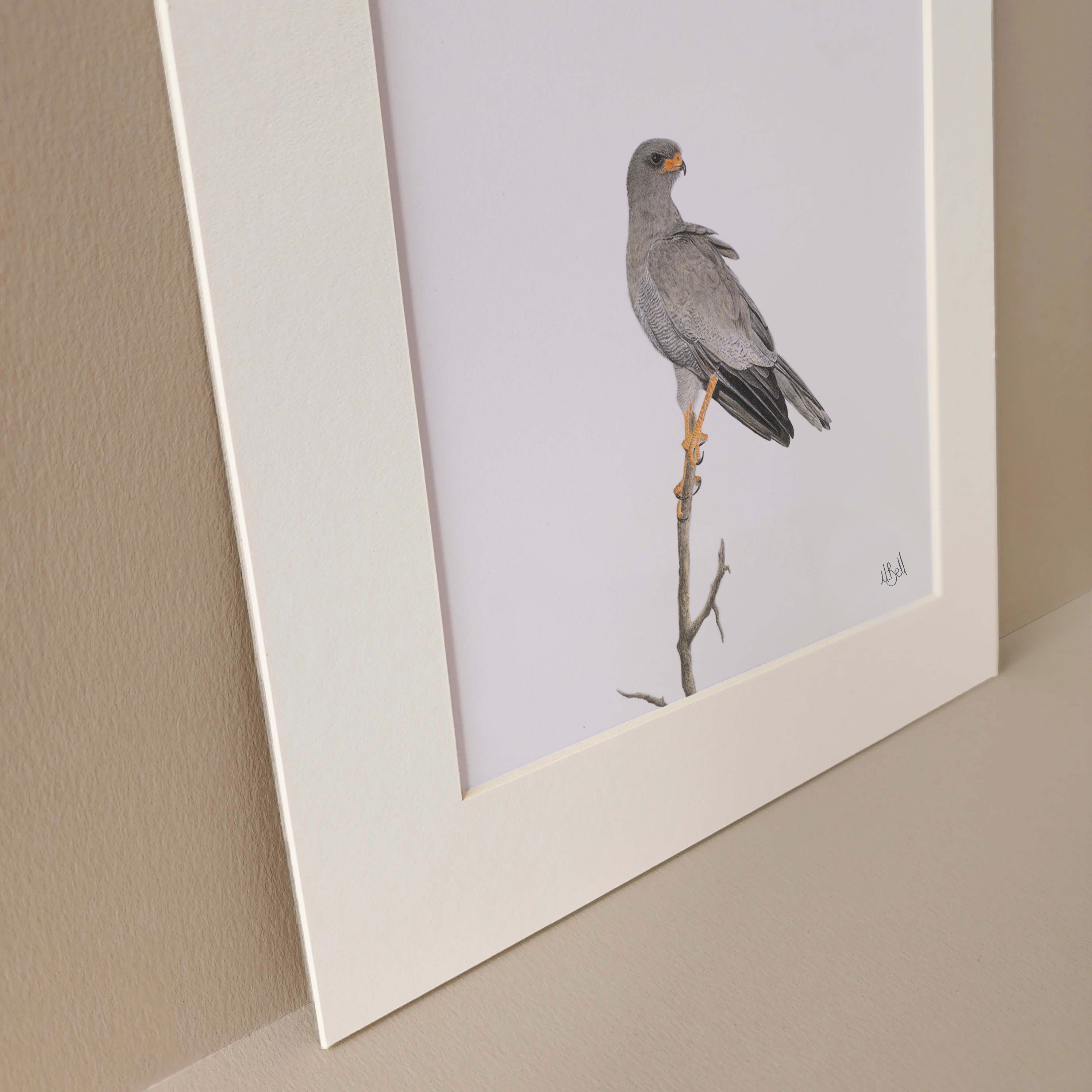 Pale Chanting Goshawk artwork