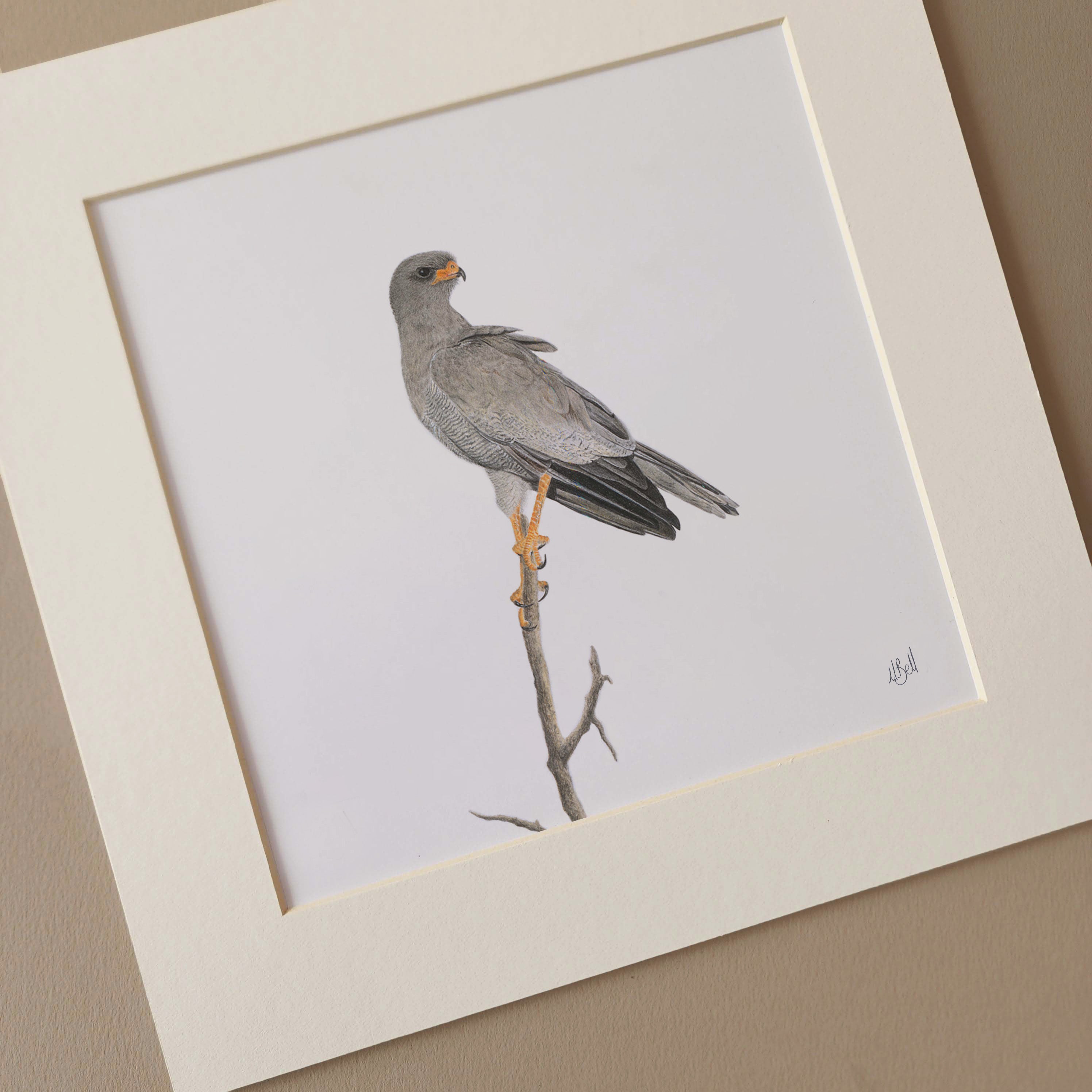 Pale Chanting Goshawk artwork