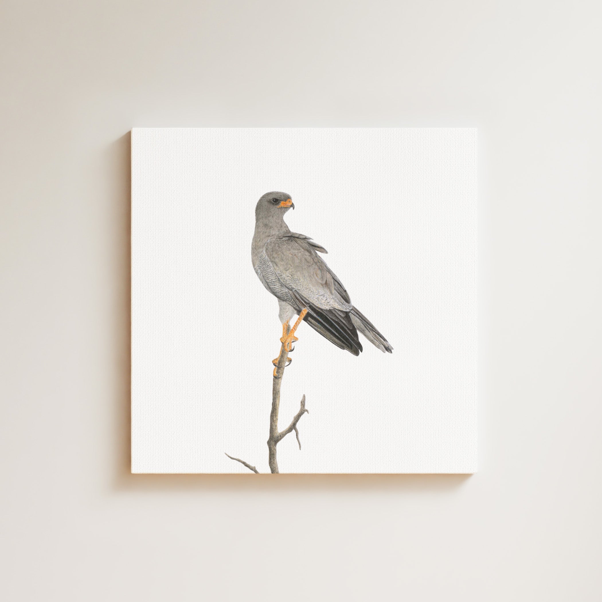 Pale Chanting Goshawk drawing on canvas by South African wildlife artist Matthew Bell