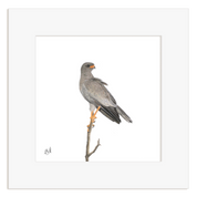 Pale Chanting Goshawk - PCG