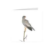 Pale Chanting Goshawk Greeting Card - PCG