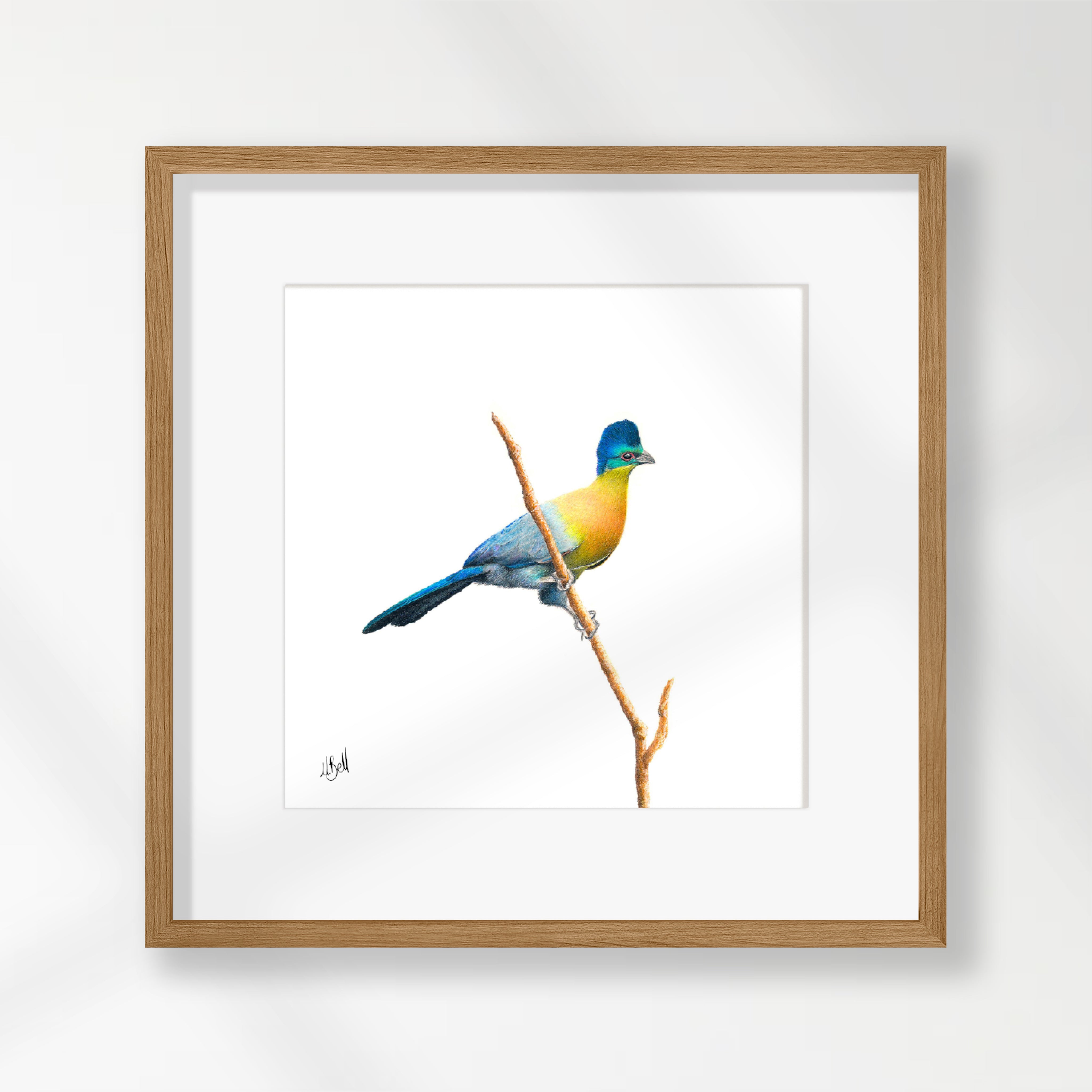 Purple Crested Turaco - PCT