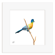 Purple Crested Turaco - PCT